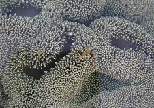 Bei Ebbe sieht man Korallen von oben