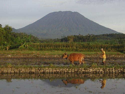 Bauer pflügt mit seinen Kühen das gewässerte Reisfeld um