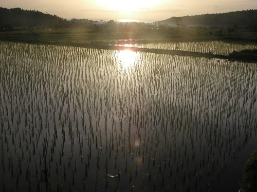 Sonnenaufgang über den Reisfeldern