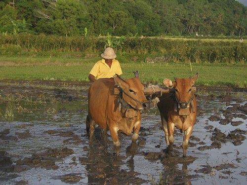 Ein Bauer pflügt mit seinen Kühen ein bewässertes Reisfeld