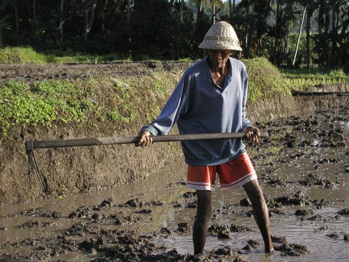 Der Bauer lockert mit der Hacke den Boden im gewässerten Reisfeld auf