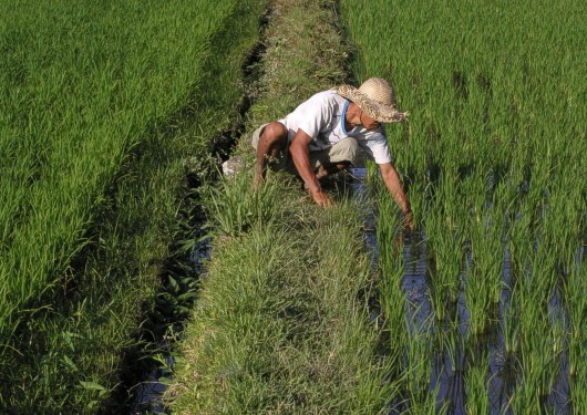 Arbeit an den jungen Reispflanzen