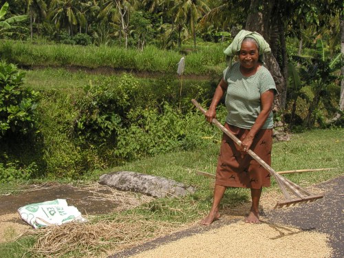 Der Reis wird zum Trocknen mit dem Rechen auf der Straße verteilt