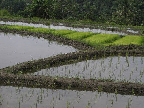 Zwischen den gewässerten Reisfeldern wird junger Reis vorgezogen