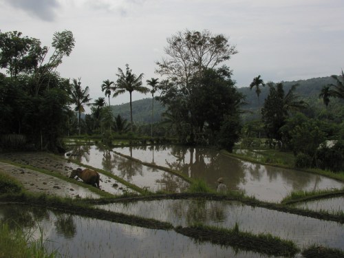 gewässerte Reisfelder bei Bungaya