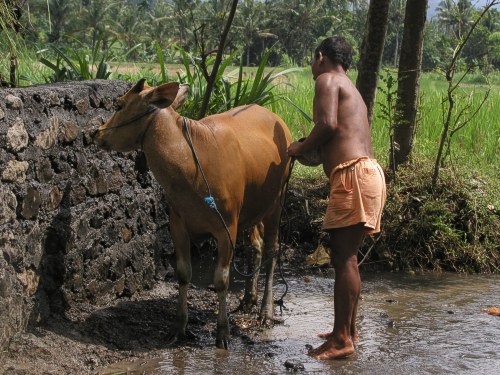 Mandi Sapi - die Kuh wird gewaschen