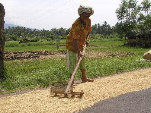 Der Reis wird mit dem Rechen zum Trocknen auf der Straße verteilt