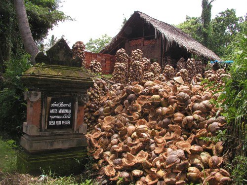 Aus den Kokosnußschalen wird Grillkohle gefertigt