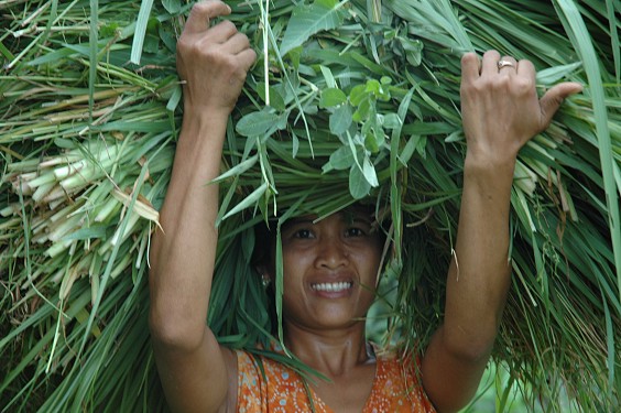 Wayan schleppt Futter zu ihrer Kuh