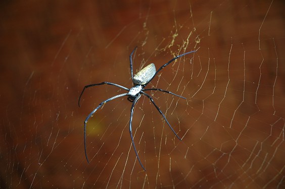 Diese ungefährliche Spinne ist groß wie ein Handteller
