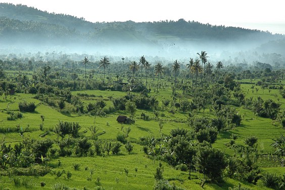 Letzte Morgennebel über den Reisfeldern von Tirtagangga
