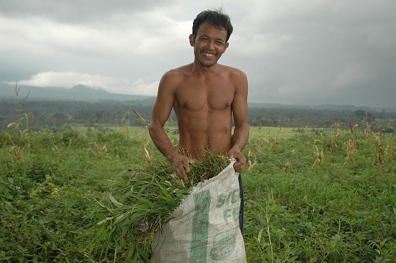 Komang sammelt Futter für seine Kuh