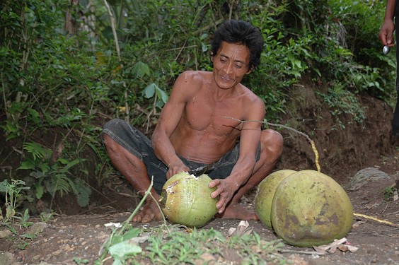Frisch geerntet schmeckt das Kokosnusswasser am besten. 
