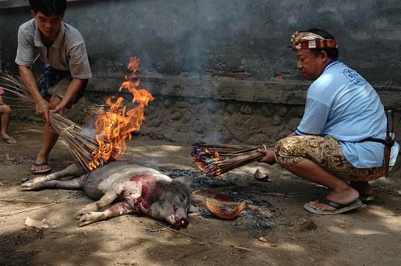 Dem frisch geschlachteten Schwein werden die Borsten mit brennenden Besen abgebrannt