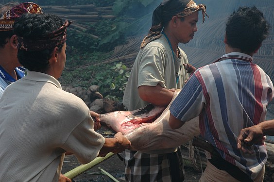 Vier Männer sind nötig, um das Schwein auf eine dicke Bambusstange zu spießen