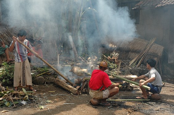 Die fertig präparierten Schweine werden dann über einem Kokosnussschalenfeuer solange gedreht, bis sie gar sind.