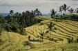 Reisfelder beim Batukaru