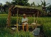 Von seinem Kubu aus bedient der Bauer eine an der Leine gespannte Glocke um die Vögel in den Reisfeldern zu verjagen