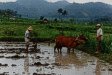 Die frisch gewässerten Reisfelder werden mit Ochsen umgepflügt